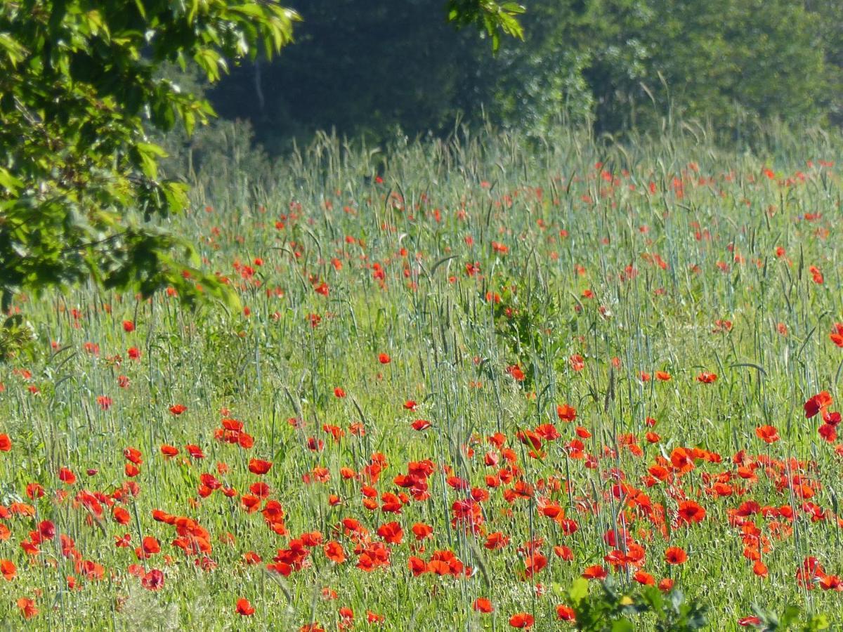 Vila Au Ptit Coquelicot Houyet Exteriér fotografie